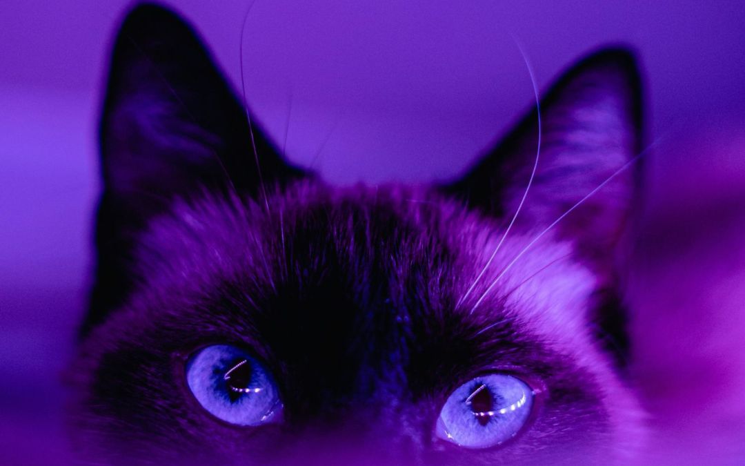 Pet care options in the Middle East